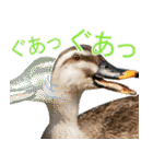普段使いのカモ（鴨）スタンプですねぇ（個別スタンプ：22）