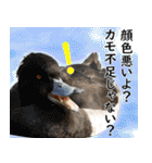 普段使いのカモ（鴨）スタンプですねぇ（個別スタンプ：32）