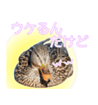 普段使いのカモ（鴨）スタンプですねぇ（個別スタンプ：34）