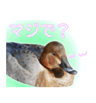普段使いのカモ（鴨）スタンプですねぇ（個別スタンプ：35）