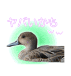 普段使いのカモ（鴨）スタンプですねぇ（個別スタンプ：36）