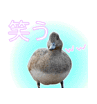 普段使いのカモ（鴨）スタンプですねぇ（個別スタンプ：37）