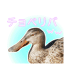 普段使いのカモ（鴨）スタンプですねぇ（個別スタンプ：38）