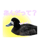 普段使いのカモ（鴨）スタンプですねぇ（個別スタンプ：40）