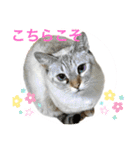 ビビ姫とカイロス王子＊12（個別スタンプ：7）
