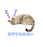 ビビ姫とカイロス王子＊12（個別スタンプ：10）