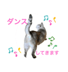 ビビ姫とカイロス王子＊12（個別スタンプ：22）