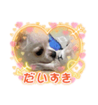 きゅんきゅん♡パールちゃん♡2（個別スタンプ：1）