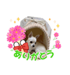 きゅんきゅん♡パールちゃん♡2（個別スタンプ：3）