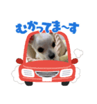 きゅんきゅん♡パールちゃん♡2（個別スタンプ：10）
