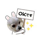 きゅんきゅん♡パールちゃん♡2（個別スタンプ：13）