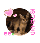 KIKI 挨拶（個別スタンプ：7）