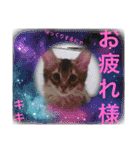 KIKI 挨拶（個別スタンプ：24）