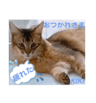 KIKI 挨拶（個別スタンプ：36）