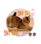 KIKI 挨拶（個別スタンプ：39）