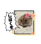 床の間ハムスターぴの子4〜とぼけ編〜（個別スタンプ：5）