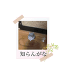 床の間ハムスターぴの子4〜とぼけ編〜（個別スタンプ：6）