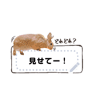 うさぎのおこげとつみれ 5（個別スタンプ：6）