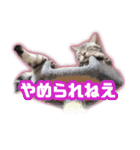 かつてTPと呼ばれた猫のスタンプEX（個別スタンプ：1）