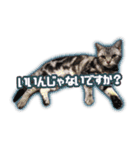 かつてTPと呼ばれた猫のスタンプEX（個別スタンプ：2）