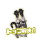 かつてTPと呼ばれた猫のスタンプEX（個別スタンプ：3）
