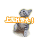 かつてTPと呼ばれた猫のスタンプEX（個別スタンプ：4）