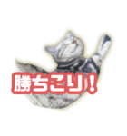 かつてTPと呼ばれた猫のスタンプEX（個別スタンプ：5）