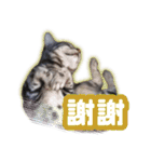 かつてTPと呼ばれた猫のスタンプEX（個別スタンプ：6）