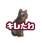かつてTPと呼ばれた猫のスタンプEX（個別スタンプ：7）