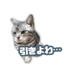 かつてTPと呼ばれた猫のスタンプEX（個別スタンプ：8）