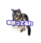 かつてTPと呼ばれた猫のスタンプEX（個別スタンプ：9）