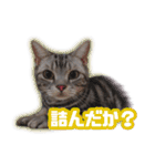 かつてTPと呼ばれた猫のスタンプEX（個別スタンプ：10）