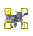 かつてTPと呼ばれた猫のスタンプEX（個別スタンプ：11）