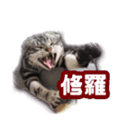 かつてTPと呼ばれた猫のスタンプEX（個別スタンプ：12）