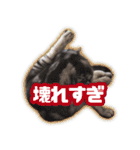 かつてTPと呼ばれた猫のスタンプEX（個別スタンプ：14）