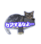 かつてTPと呼ばれた猫のスタンプEX（個別スタンプ：15）