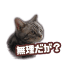 かつてTPと呼ばれた猫のスタンプEX（個別スタンプ：16）