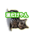 かつてTPと呼ばれた猫のスタンプEX（個別スタンプ：17）