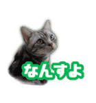 かつてTPと呼ばれた猫のスタンプEX（個別スタンプ：18）