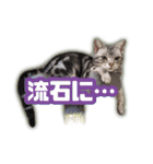 かつてTPと呼ばれた猫のスタンプEX（個別スタンプ：19）