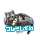 かつてTPと呼ばれた猫のスタンプEX（個別スタンプ：20）