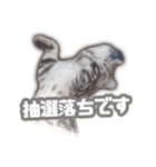 かつてTPと呼ばれた猫のスタンプEX（個別スタンプ：21）