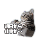 かつてTPと呼ばれた猫のスタンプEX（個別スタンプ：22）