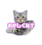 かつてTPと呼ばれた猫のスタンプEX（個別スタンプ：23）
