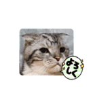 きままなうちねこ（個別スタンプ：1）