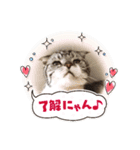 きままなうちねこ（個別スタンプ：3）