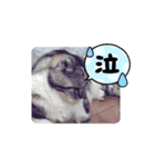 きままなうちねこ（個別スタンプ：4）