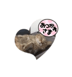 きままなうちねこ（個別スタンプ：6）