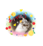 きままなうちねこ（個別スタンプ：7）
