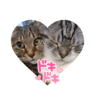 きままなうちねこ（個別スタンプ：8）